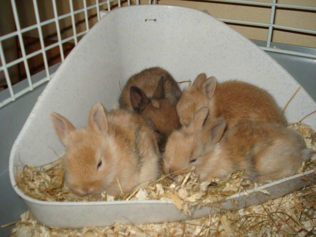 Kanin Dumle <3 billede 4