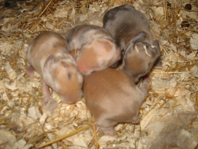 Kanin Dumle <3 billede 2