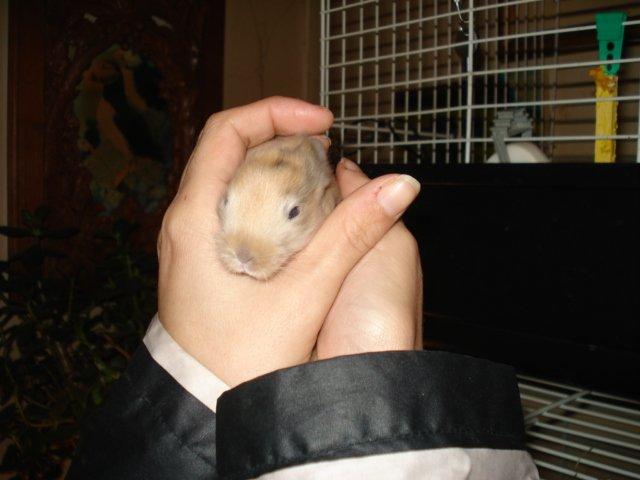 Kanin Dumle <3 - Dumle som lille baby <3 billede 1