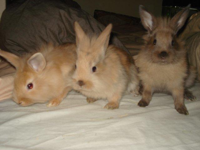 Kanin Dumle <3 billede 7