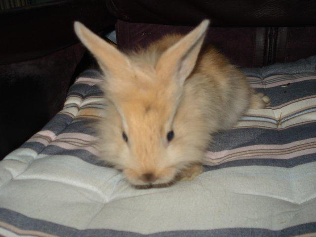 Kanin Dumle <3 billede 6