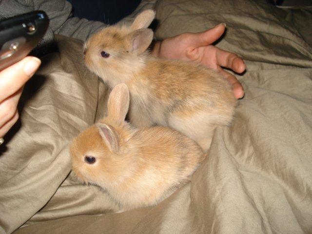 Kanin Dumle <3 billede 5