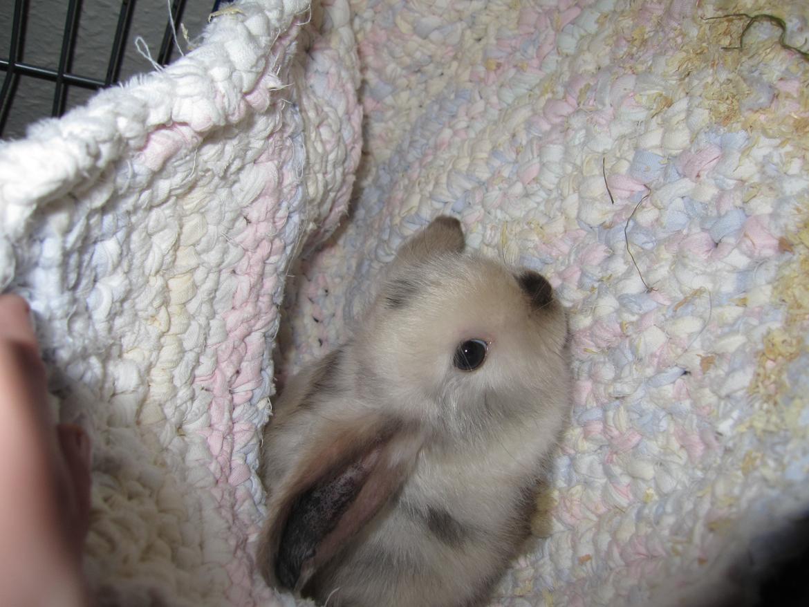 Kanin Lars <3 billede 4