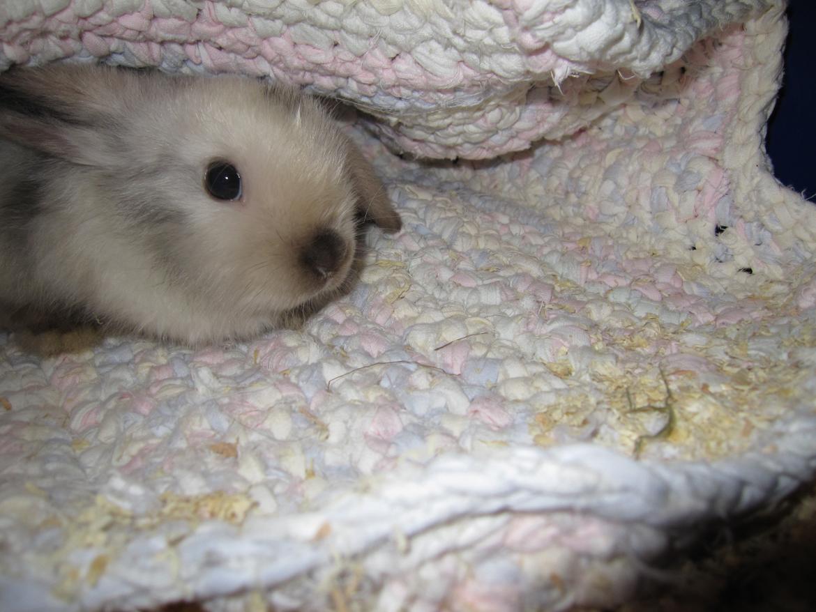 Kanin Lars <3 billede 5