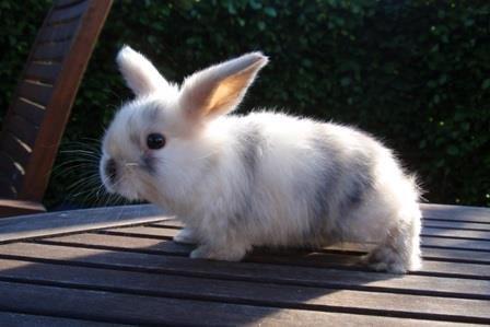 Kanin Lars <3 billede 2