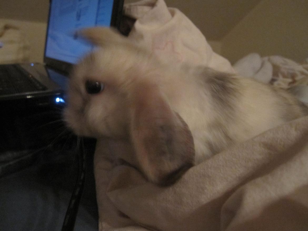 Kanin Lars <3 billede 3