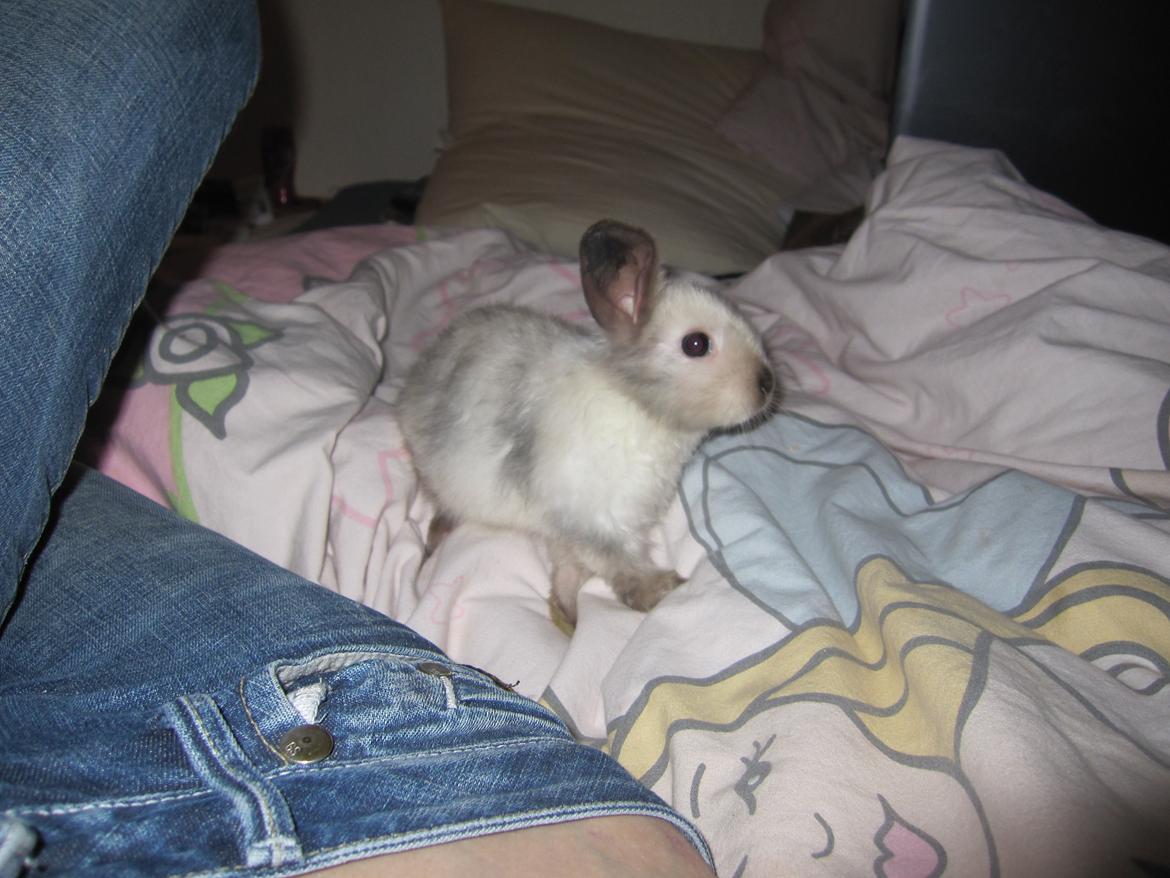 Kanin Lars <3 billede 6