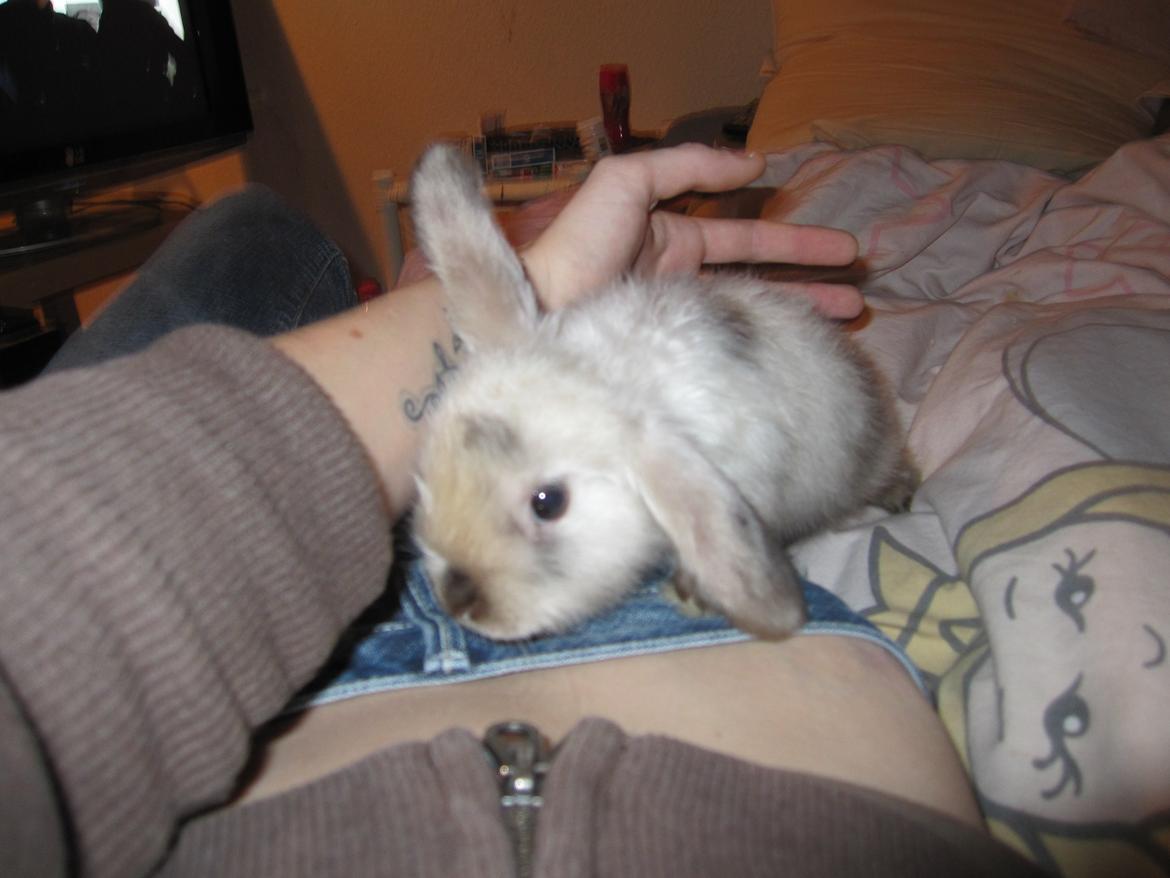 Kanin Lars <3 billede 7