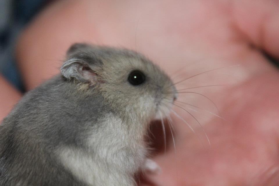 Dværghamster Tarzan billede 1