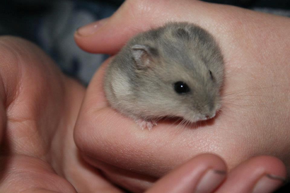 Dværghamster Tarzan billede 2