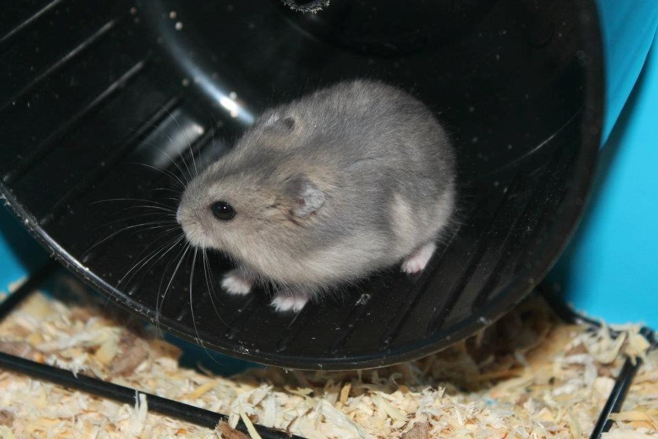 Dværghamster Tarzan billede 3
