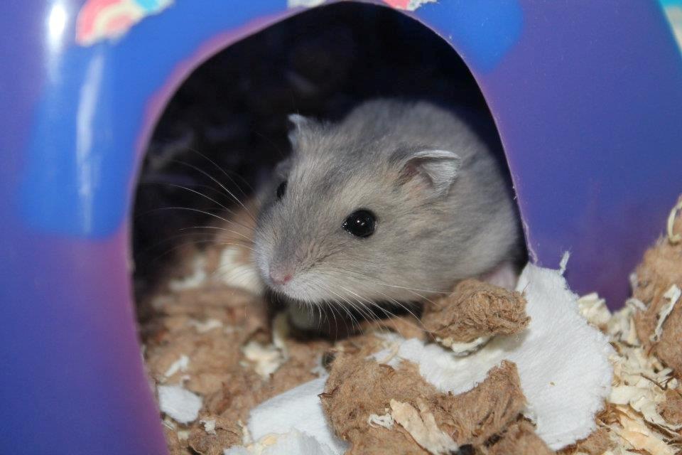 Dværghamster Tarzan billede 4