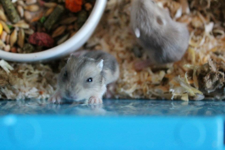 Dværghamster Tarzan billede 5