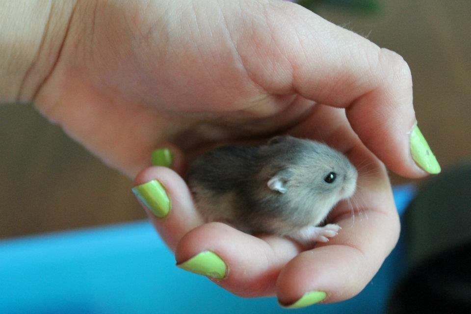 Dværghamster Tarzan billede 7