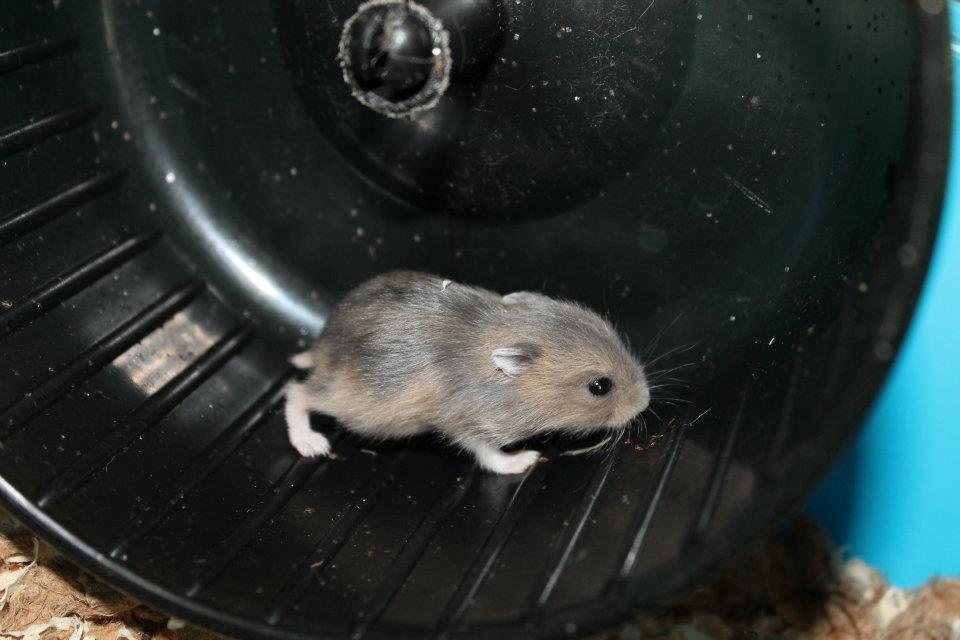 Dværghamster Tarzan billede 11