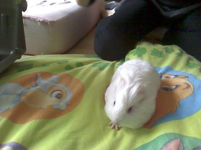 Marsvin Team hop´s Tita4  *unge* billede 3