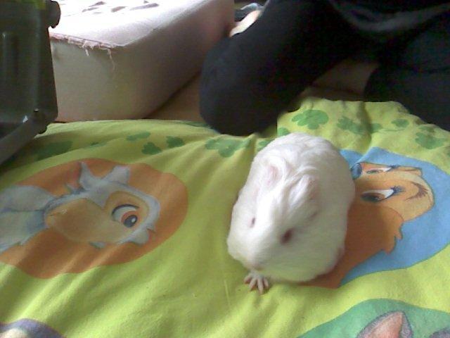 Marsvin Team hop´s Tita4  *unge* billede 4