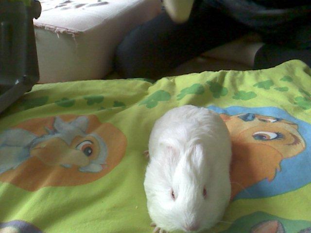 Marsvin Team hop´s Tita4  *unge* billede 5