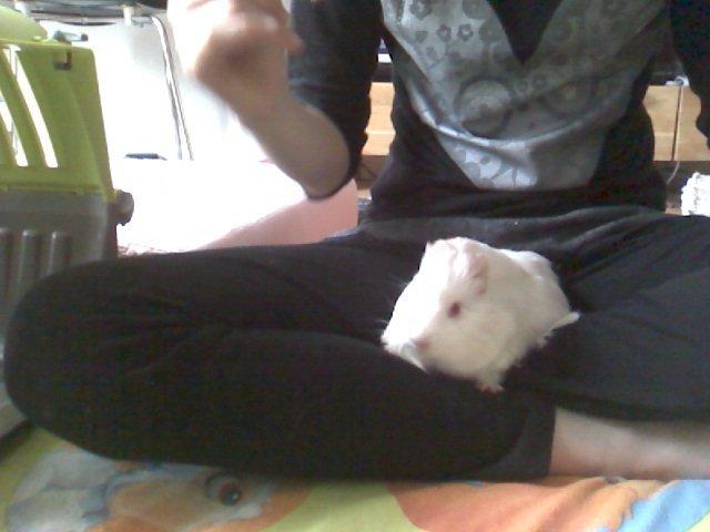 Marsvin Team hop´s Tita4  *unge* billede 6