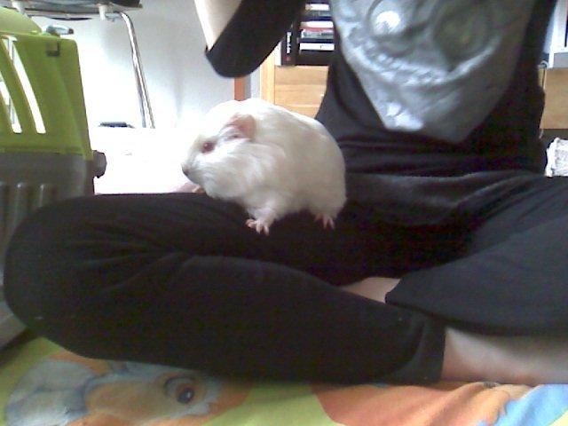 Marsvin Team hop´s Tita4  *unge* billede 7