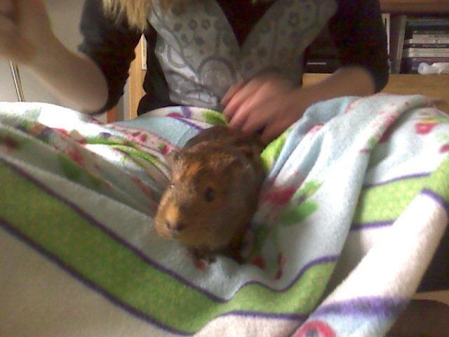 Marsvin Team hop´s Tita3 *tykke* billede 4