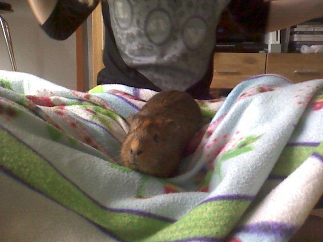 Marsvin Team hop´s Tita3 *tykke* billede 5