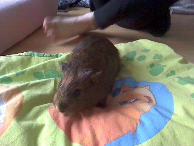 Marsvin Team hop´s Tita3 *tykke* billede 8