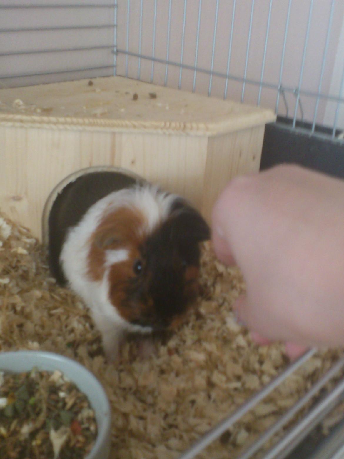 Marsvin Pjevs [R.I.P] billede 6