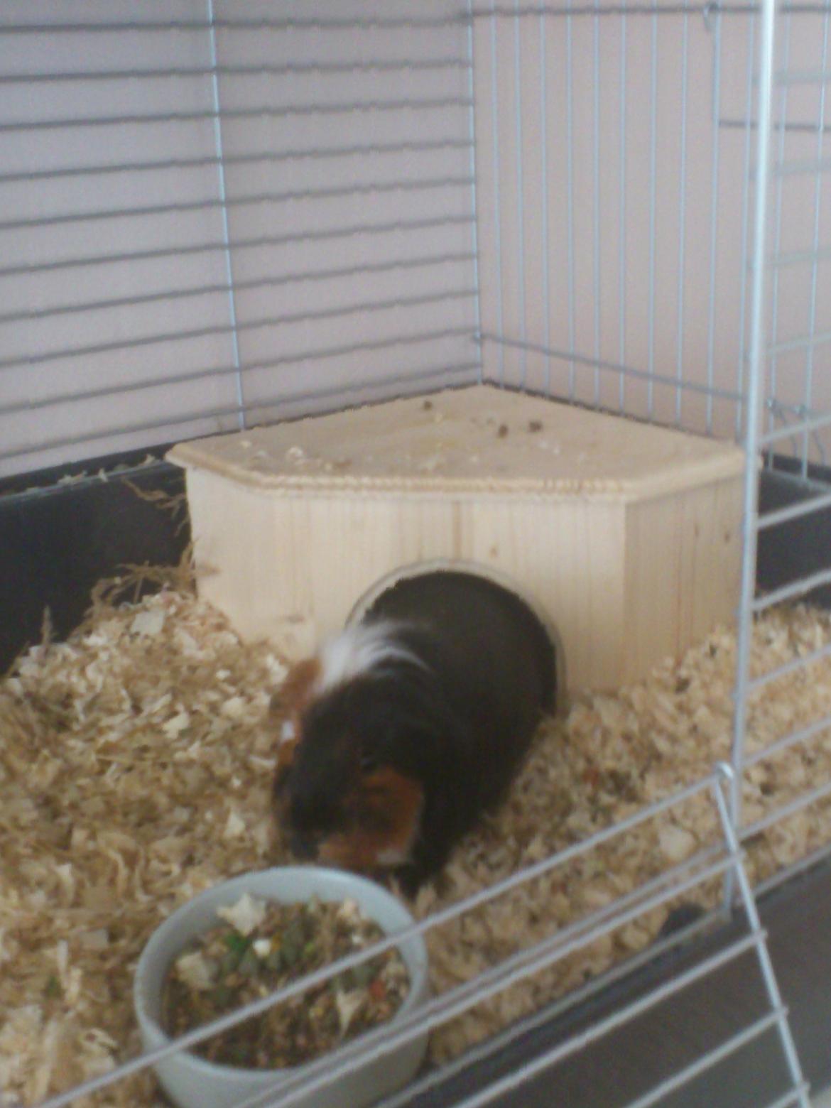 Marsvin Pjevs [R.I.P] billede 7