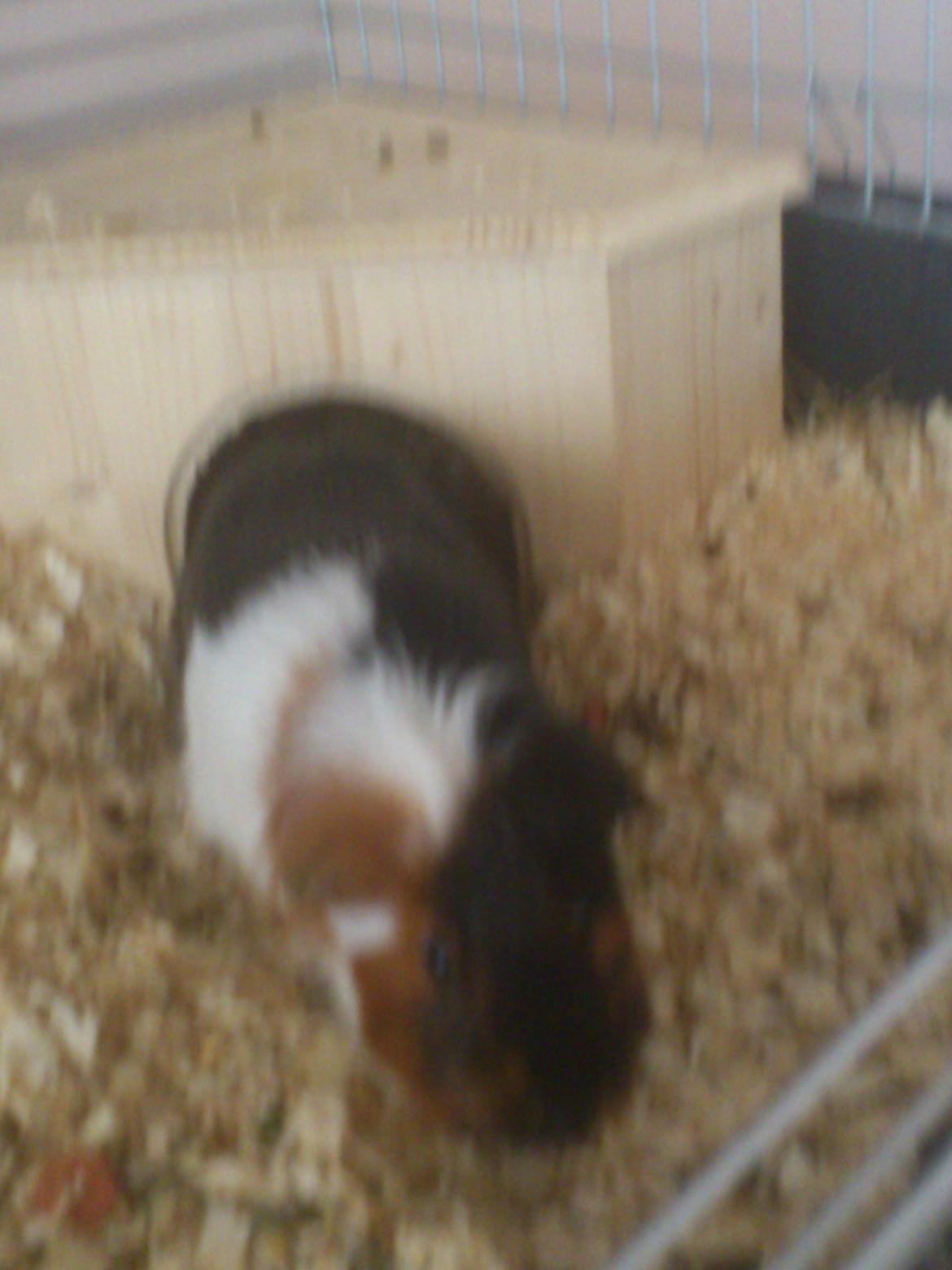 Marsvin Pjevs [R.I.P] billede 8