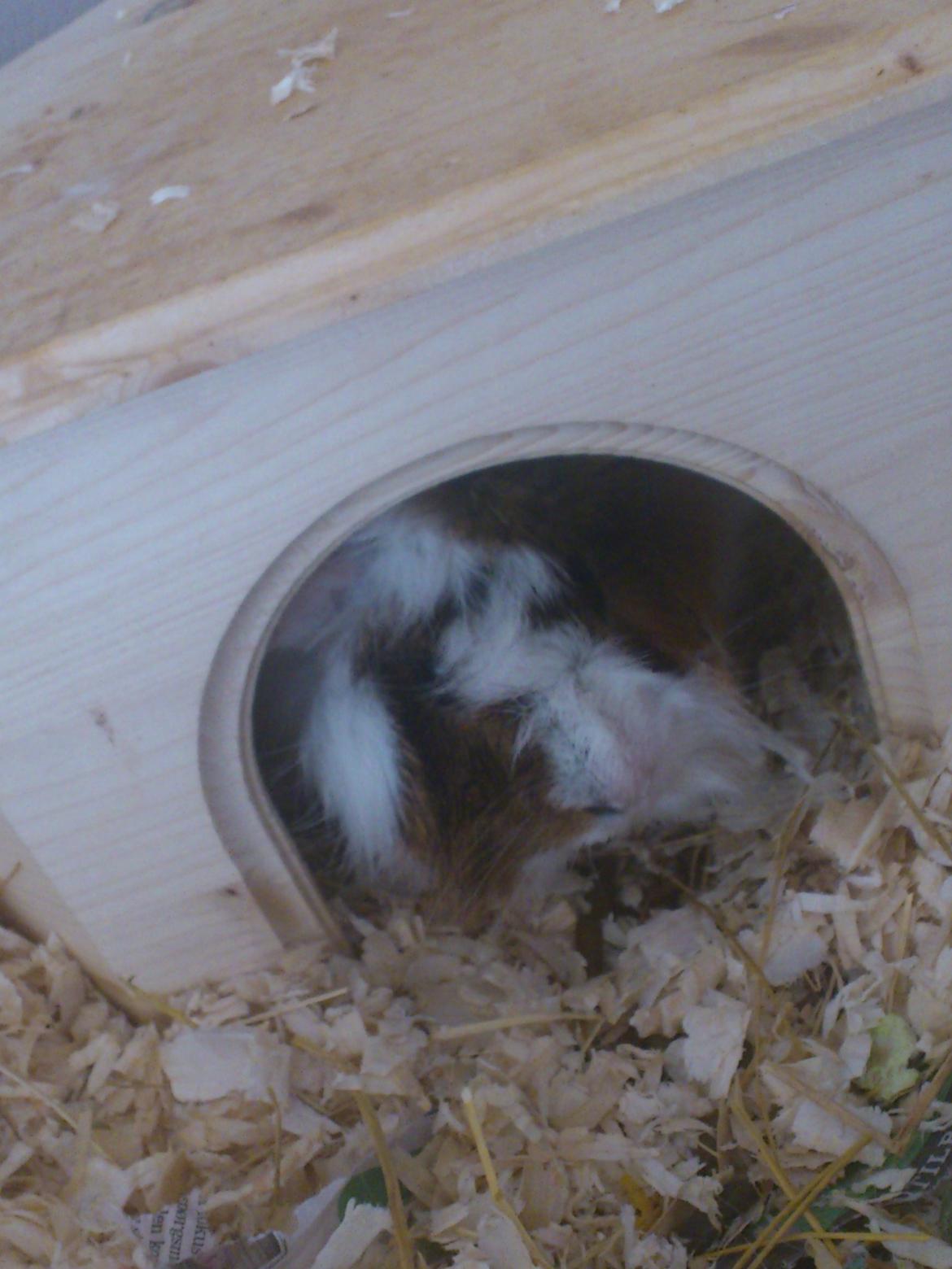 Marsvin Beethoven R.I.P<3 Hvil i fred billede 4