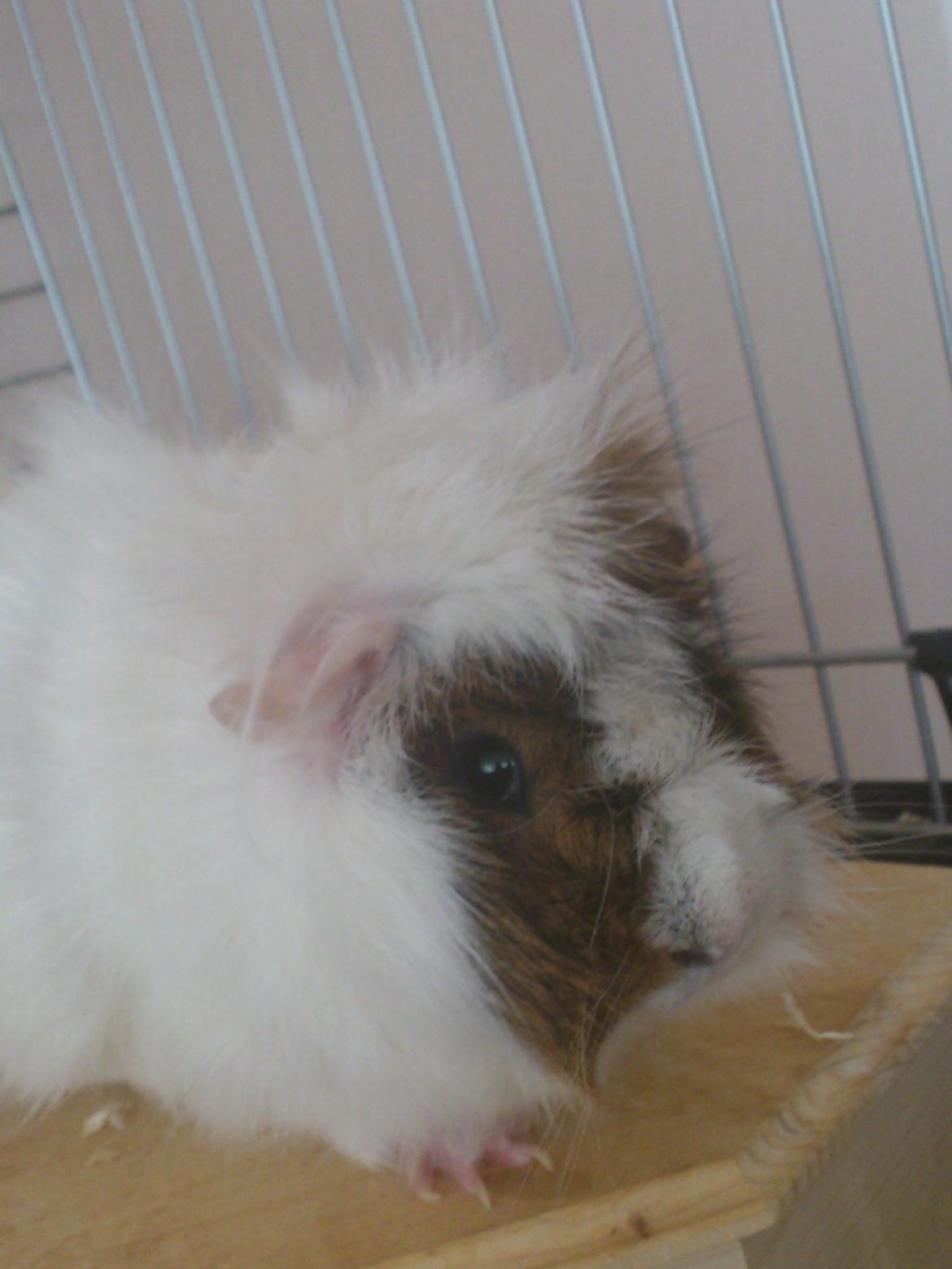 Marsvin Beethoven R.I.P<3 Hvil i fred billede 5