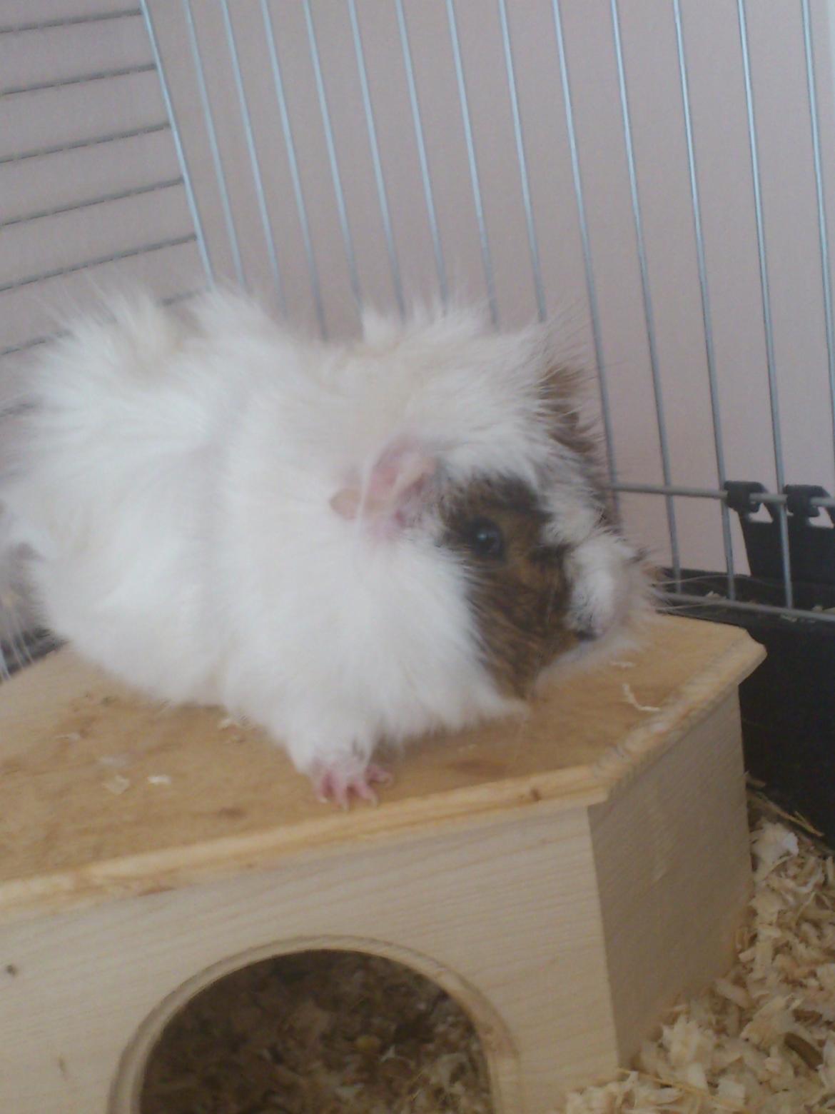 Marsvin Beethoven R.I.P<3 Hvil i fred billede 6