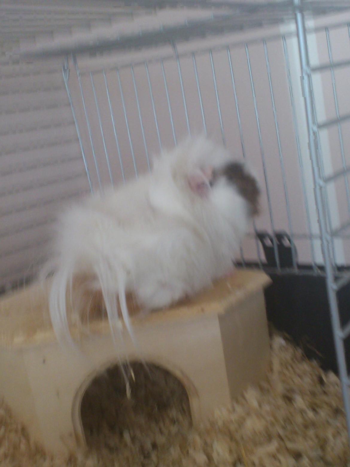 Marsvin Beethoven R.I.P<3 Hvil i fred billede 8