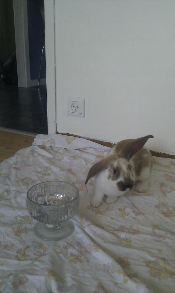 Kanin Thara<3<3<3 billede 3