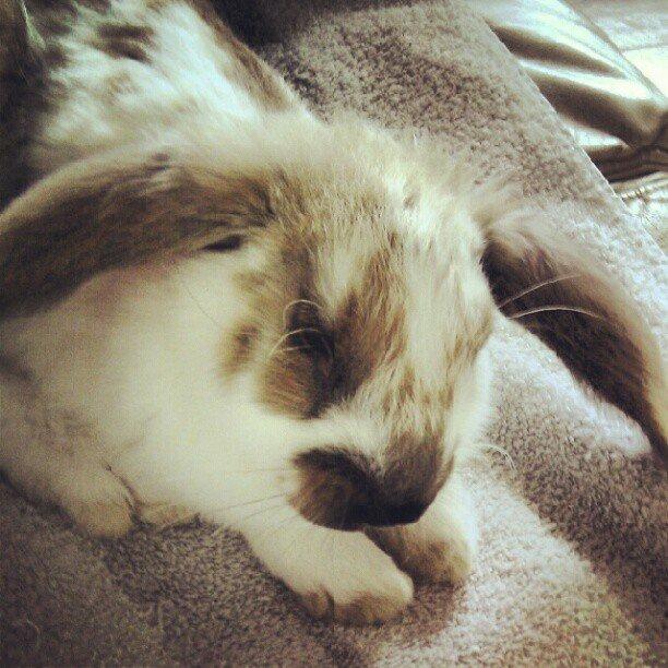 Kanin Thara<3<3<3 billede 6