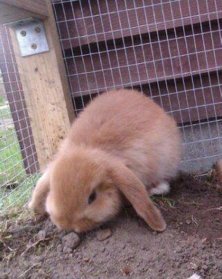 Kanin Nougat billede 8