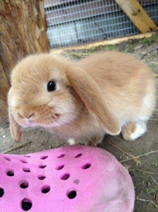 Kanin Nougat billede 13