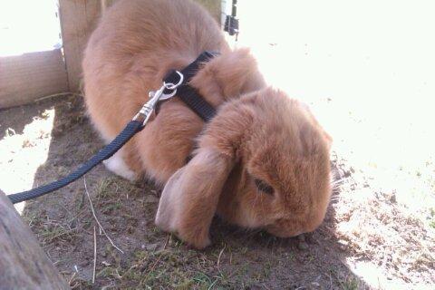 Kanin Nougat - Til at ud på tur i haven :-) billede 5