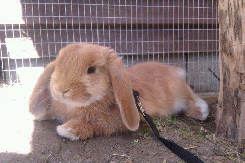 Kanin Nougat billede 7