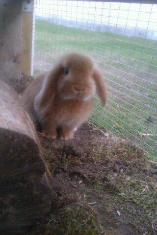 Kanin Nougat billede 9