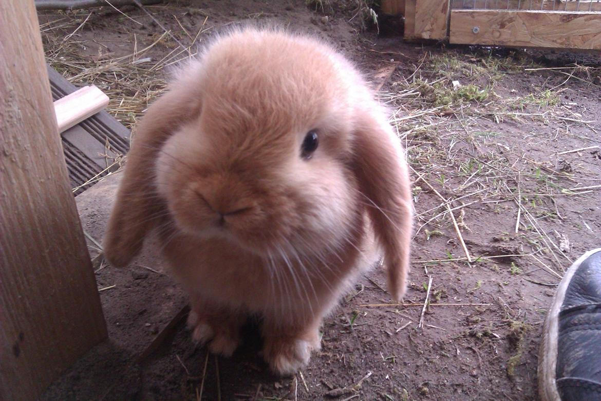 Kanin Nougat billede 11