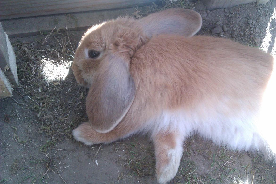 Kanin Nougat billede 4