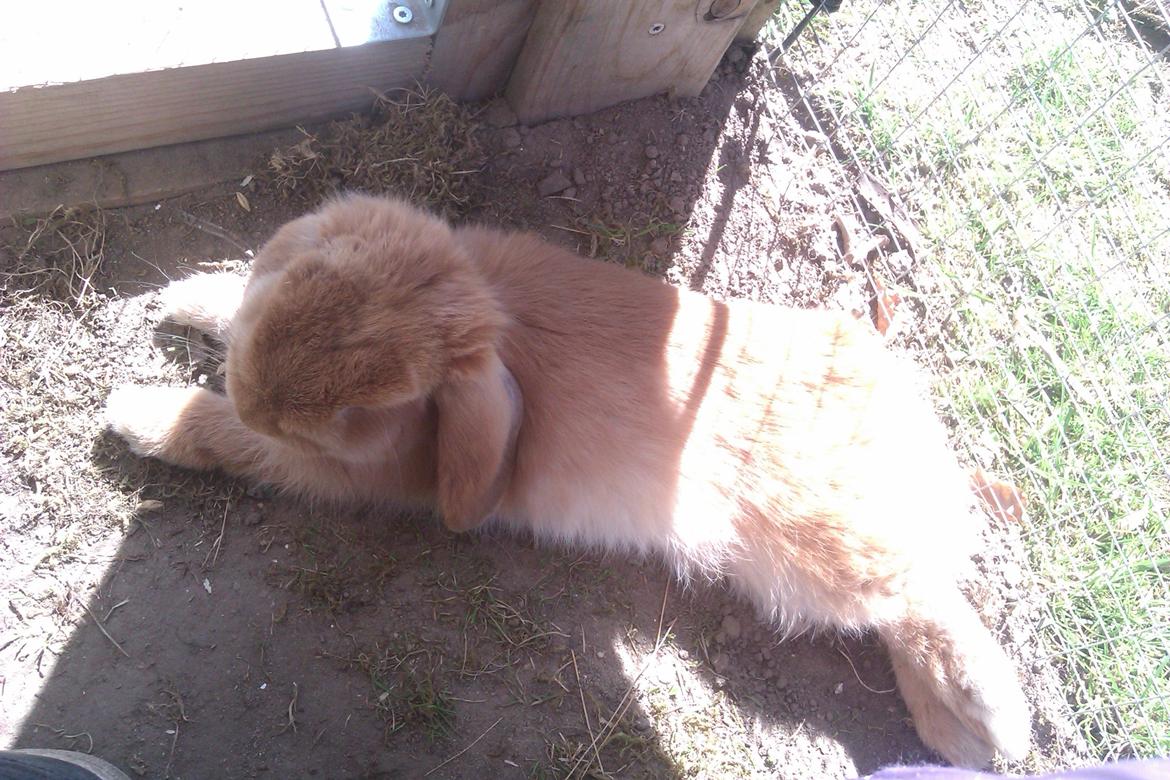 Kanin Nougat - Nyder solen :-) billede 3