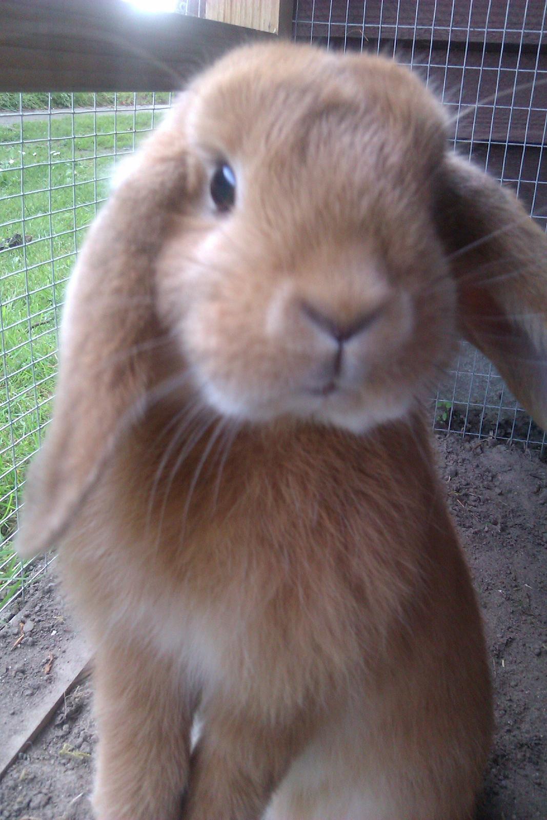 Kanin Nougat billede 2