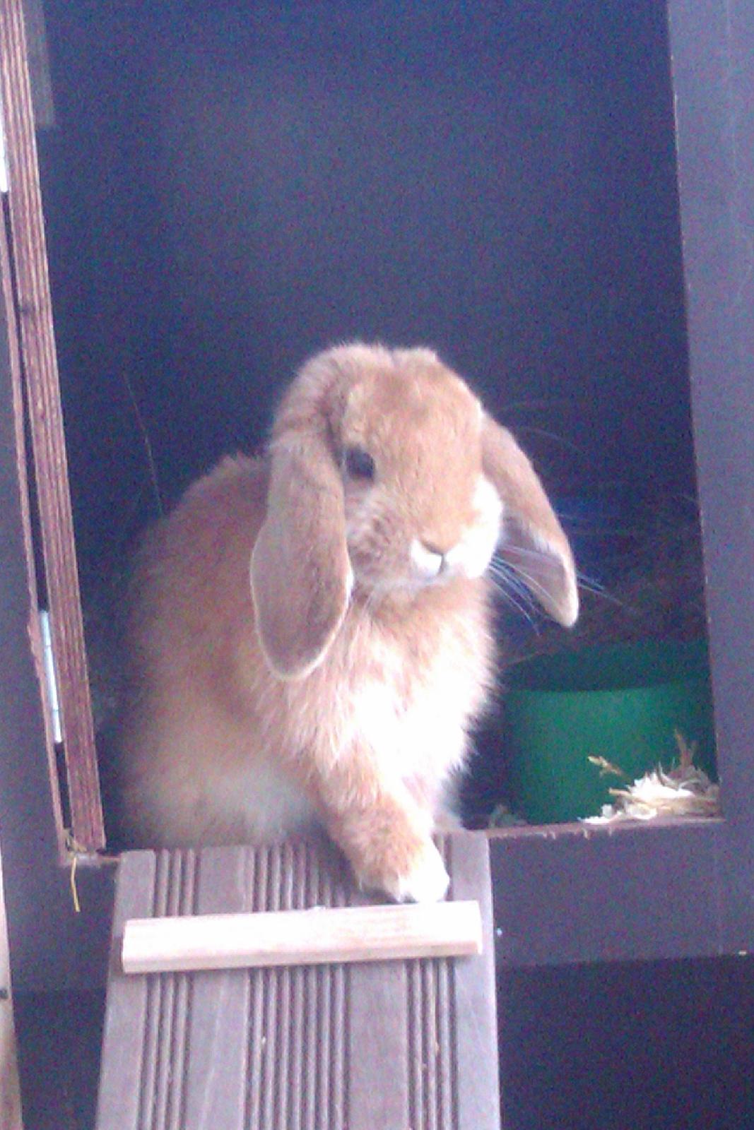 Kanin Nougat billede 1