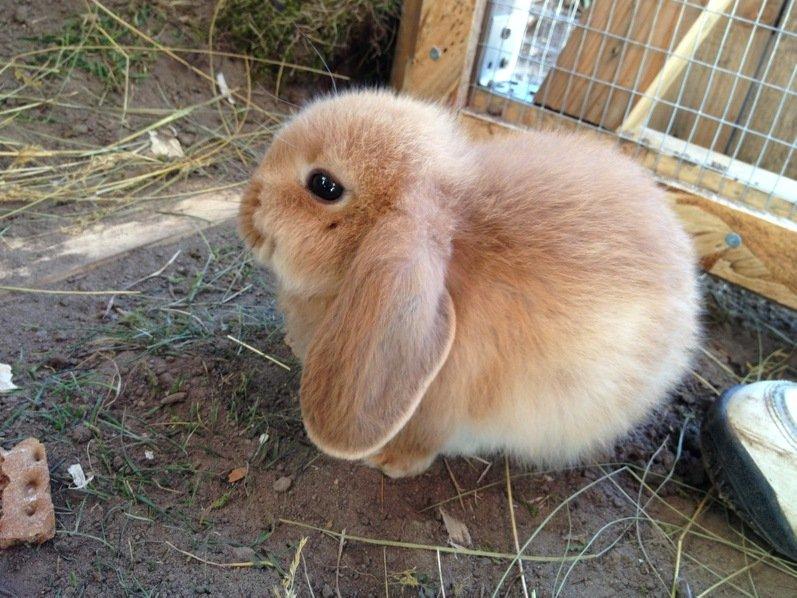 Kanin Nougat - En dag efter ankomsten ;-) billede 12