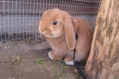 Kanin Nougat billede 6