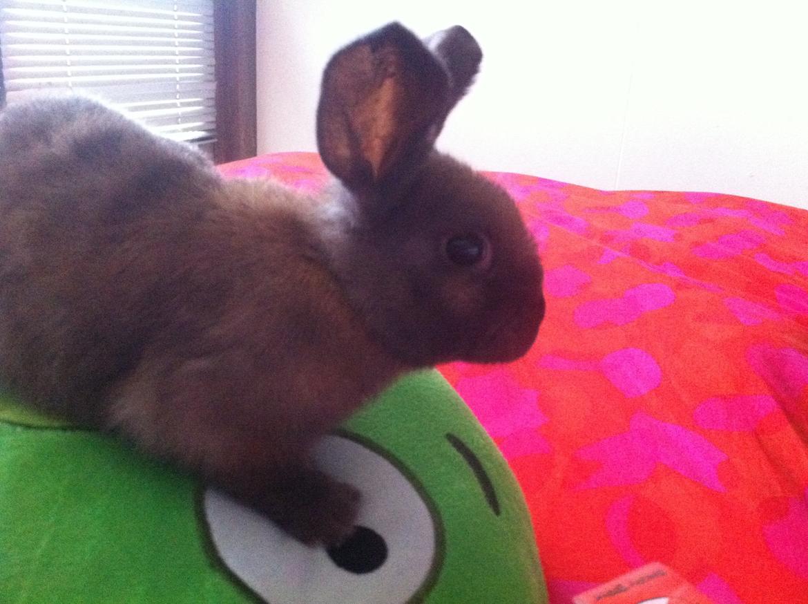 Kanin Svanemarks Los Lagos "Simba" billede 1