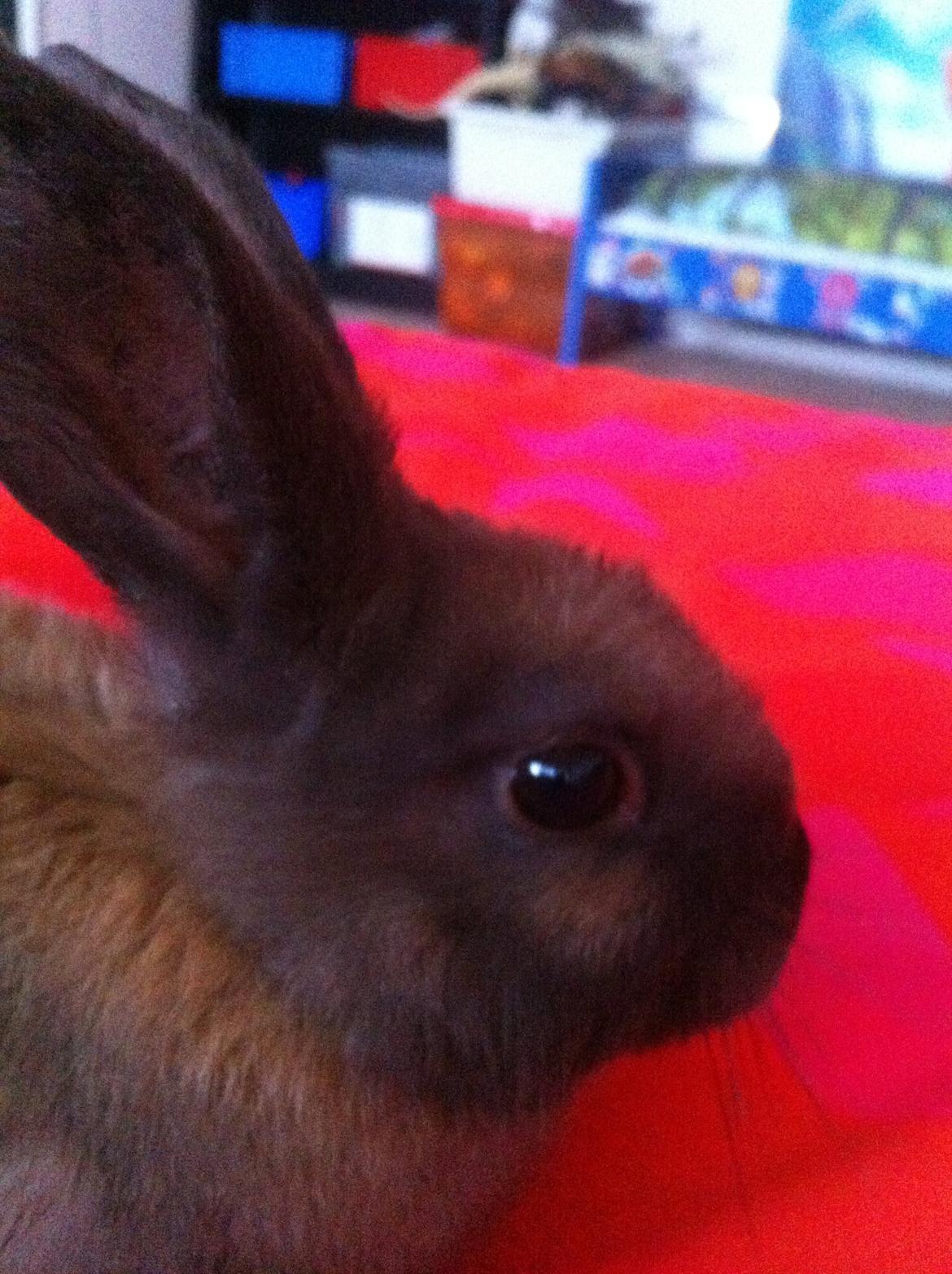 Kanin Svanemarks Los Lagos "Simba" billede 2